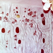 bogi-shamol-2-1982.jpg